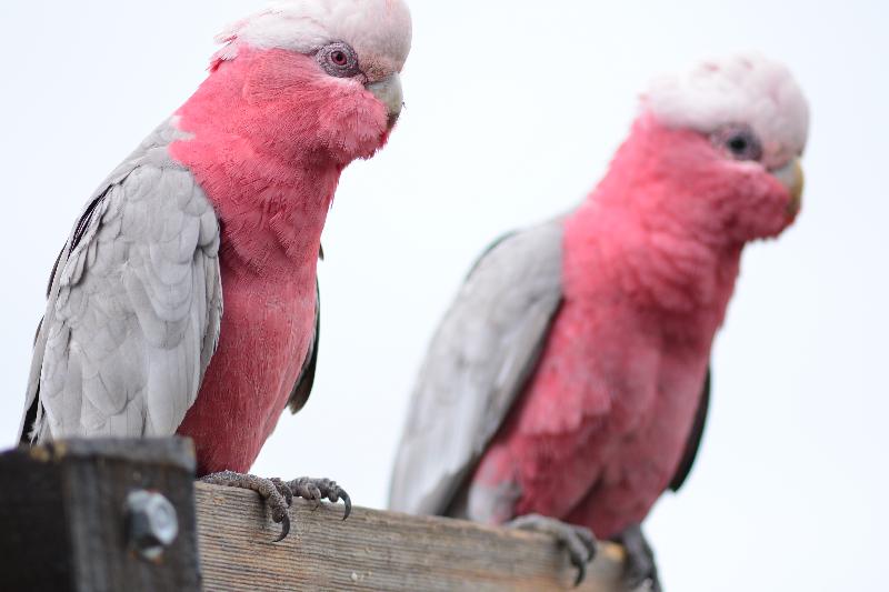 Galah__Eolophus_roseicapillus__028.jpg
