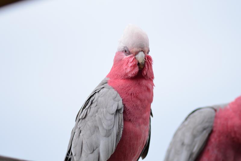 Galah__Eolophus_roseicapillus__029.jpg