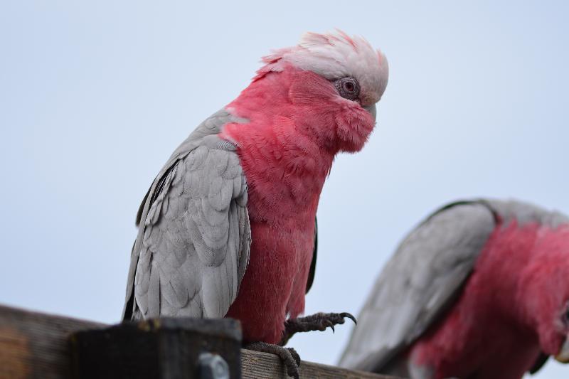 Galah__Eolophus_roseicapillus__030.jpg