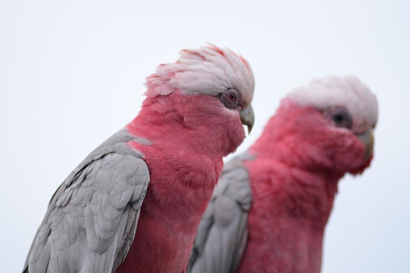 Galah__Eolophus_roseicapillus__032.jpg