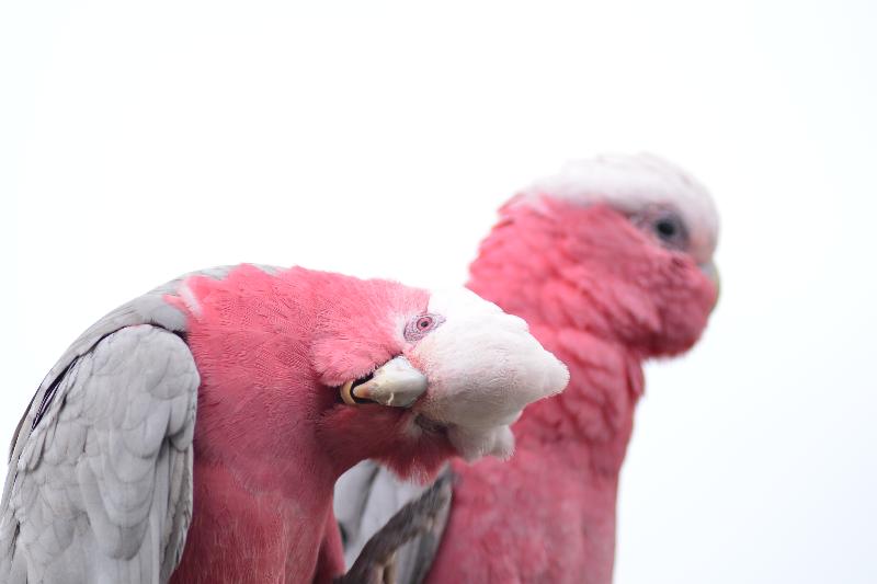 Galah__Eolophus_roseicapillus__033.jpg