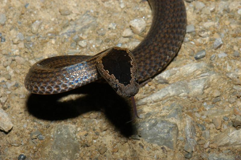Golden-Crowned_Snake__Cacophis_squamulosus__002.jpg