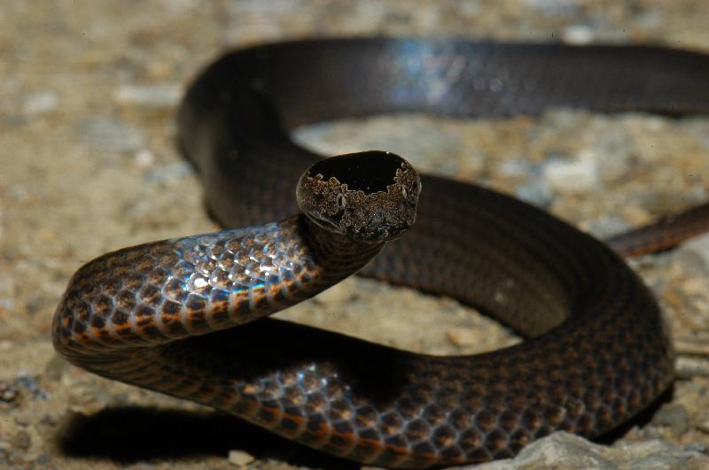 Golden-Crowned_Snake__Cacophis_squamulosus__003.jpg