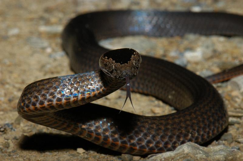 Golden-Crowned_Snake__Cacophis_squamulosus__004.jpg