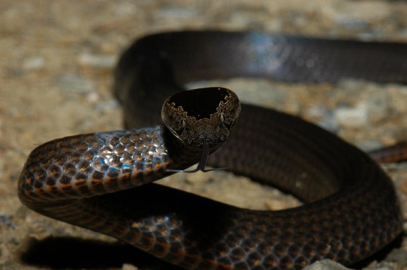 Golden-Crowned_Snake__Cacophis_squamulosus__005.jpg