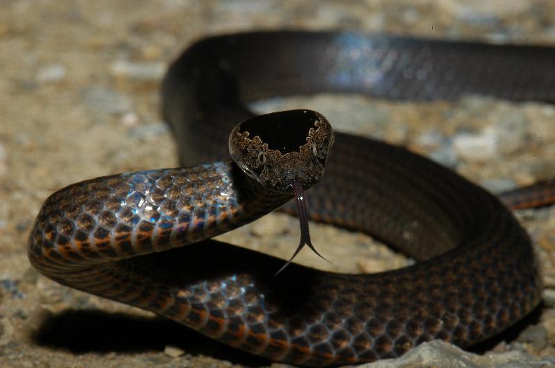 Golden-Crowned_Snake__Cacophis_squamulosus__006.jpg