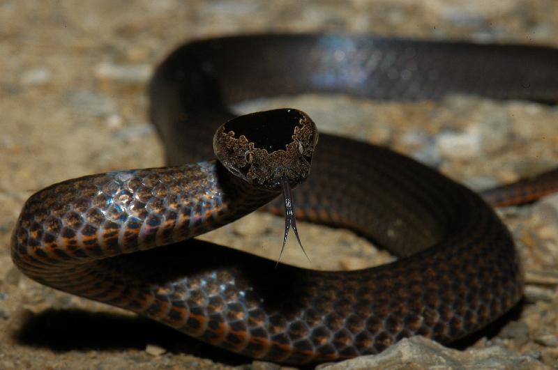 Golden-Crowned_Snake__Cacophis_squamulosus__007.jpg