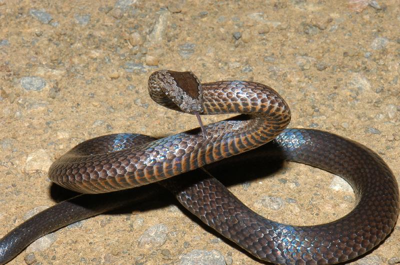 Golden-Crowned_Snake__Cacophis_squamulosus__008.jpg