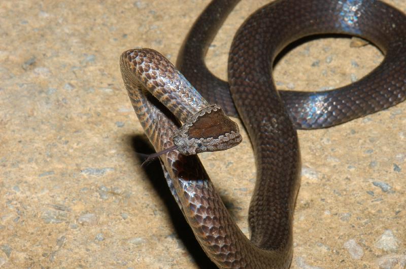 Golden-Crowned_Snake__Cacophis_squamulosus__009.jpg