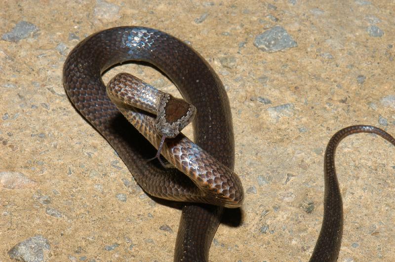 Golden-Crowned_Snake__Cacophis_squamulosus__010.jpg