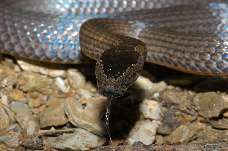 Golden-Crowned_Snake__Cacophis_squamulosus__011.jpg