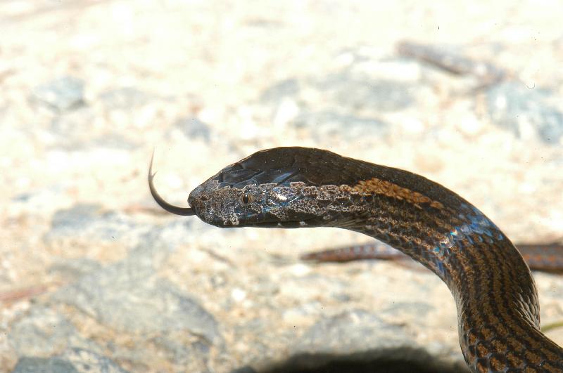 Golden-Crowned_Snake__Cacophis_squamulosus__012.jpg