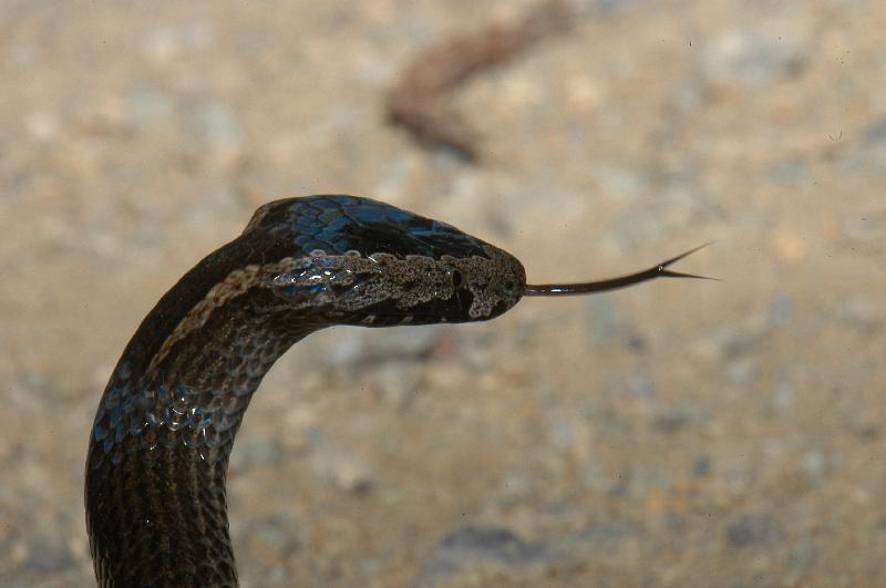 Golden-Crowned_Snake__Cacophis_squamulosus__013.jpg