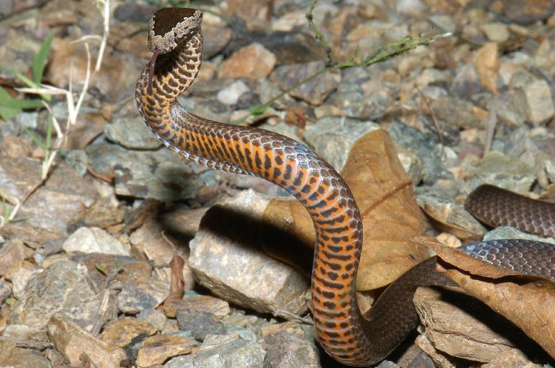 Golden-Crowned_Snake__Cacophis_squamulosus__016.jpg
