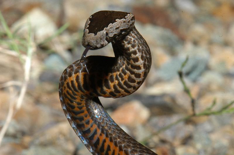 Golden-Crowned_Snake__Cacophis_squamulosus__017.jpg