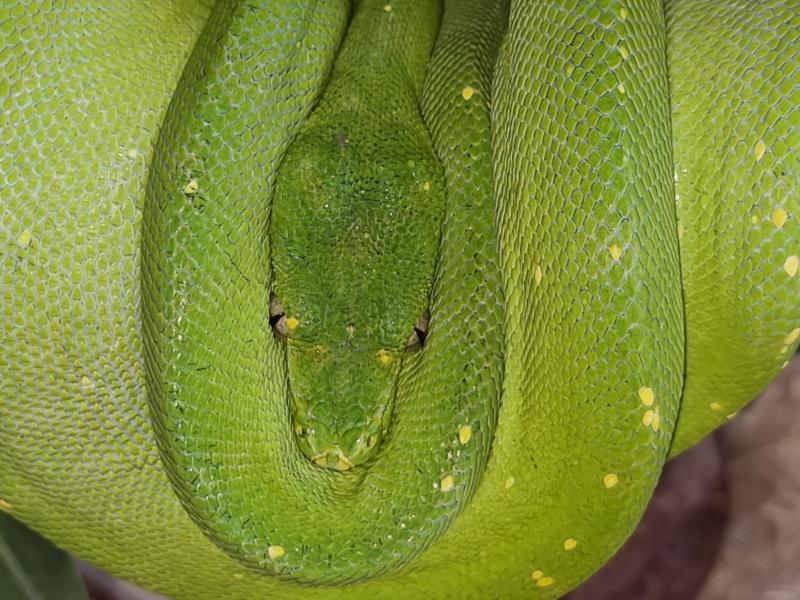 Green_Python__Morelia_viridis__002.jpg