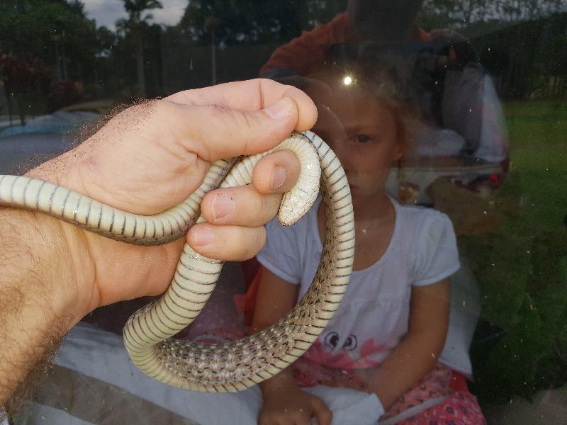 Keelback__Tropidonophis_mairii__055.jpg