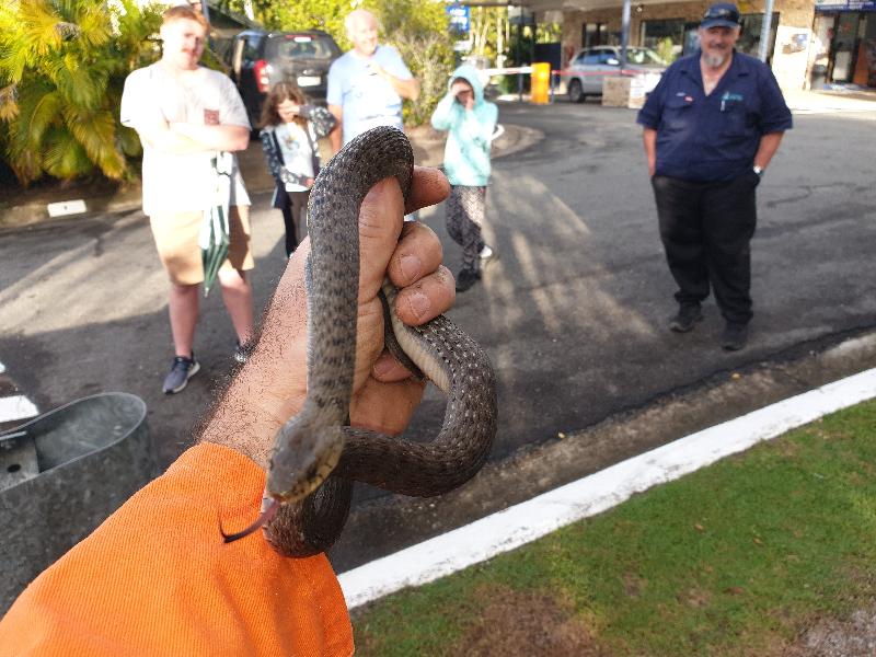 Keelback__Tropidonophis_mairii__059.jpg