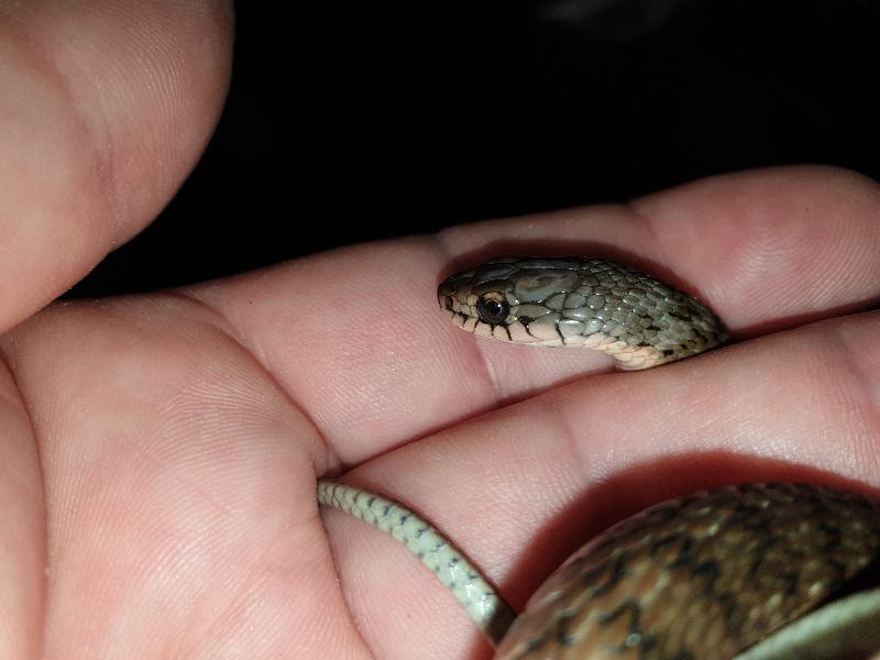 Keelback__Tropidonophis_mairii__065.jpg