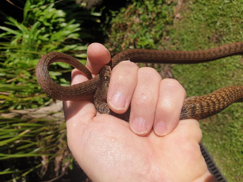 Keelback__Tropidonophis_mairii__068.jpg