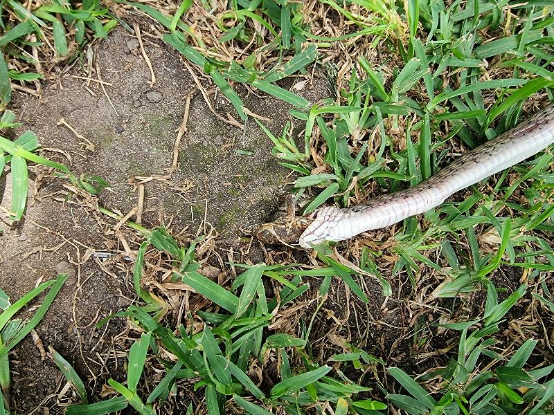 Keelback__Tropidonophis_mairii__072.jpg