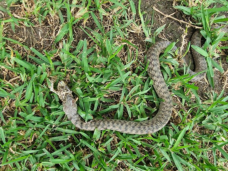 Keelback__Tropidonophis_mairii__074.jpg