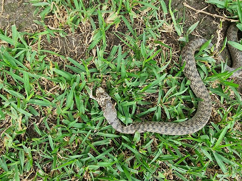 Keelback__Tropidonophis_mairii__075.jpg