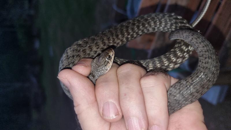 Keelback__Tropidonophis_mairii__095.jpg