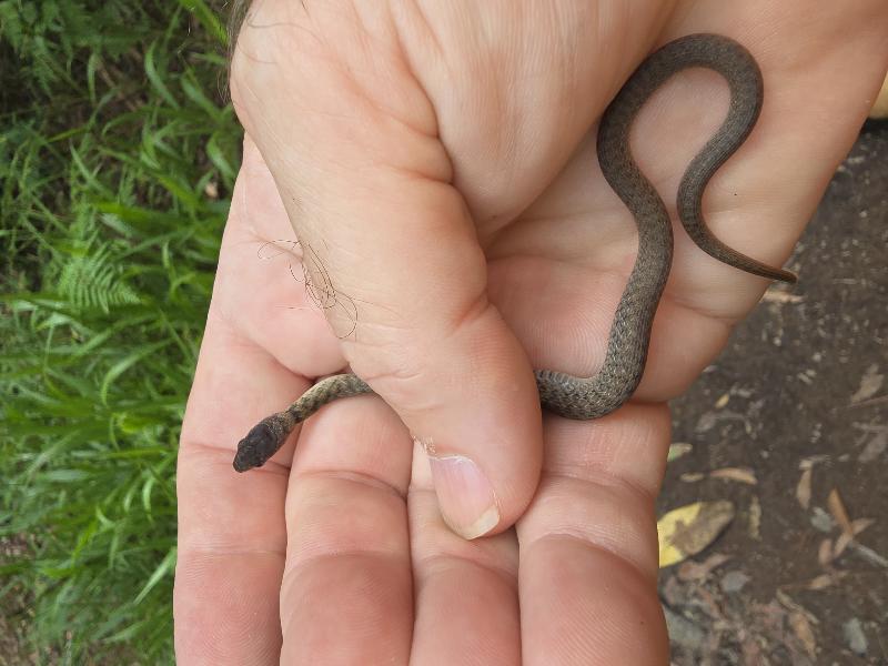 Keelback__Tropidonophis_mairii__100.jpg