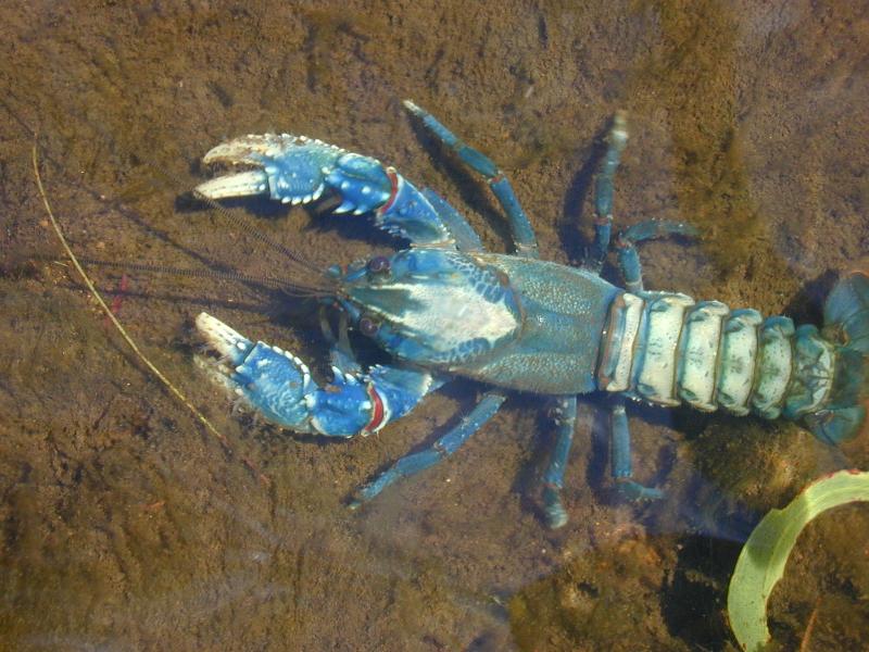 Lamington_Crayfish__Euastacus_sulcatus__002.jpg