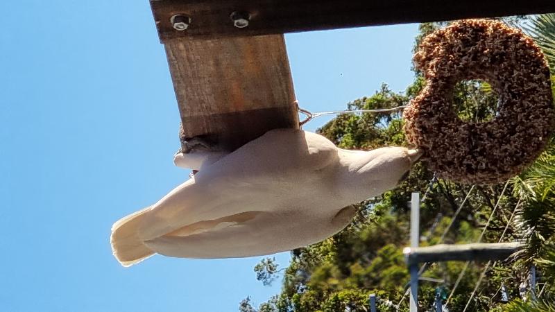 Little_Corella__Cacatua_sanguinea__051.jpg