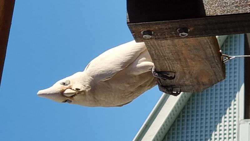 Little_Corella__Cacatua_sanguinea__052.jpg