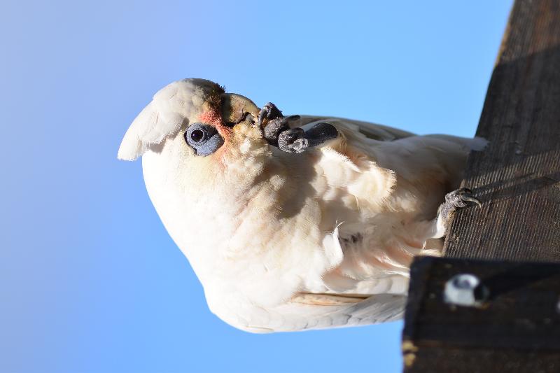 Little_Corella__Cacatua_sanguinea__055.jpg