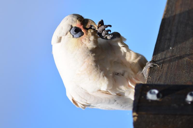 Little_Corella__Cacatua_sanguinea__056.jpg