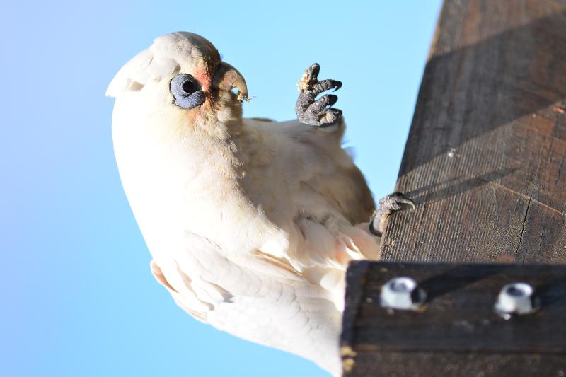 Little_Corella__Cacatua_sanguinea__057.jpg