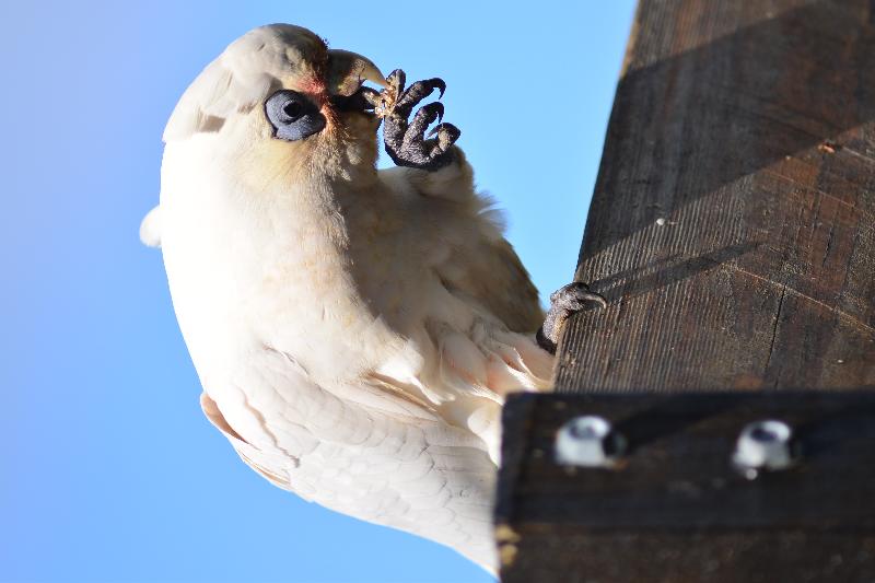 Little_Corella__Cacatua_sanguinea__059.jpg