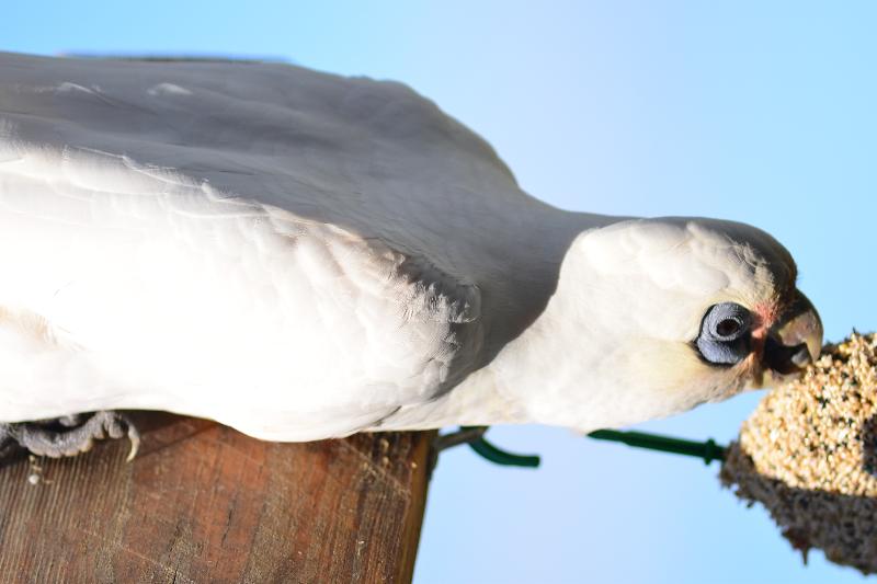 Little_Corella__Cacatua_sanguinea__060.jpg