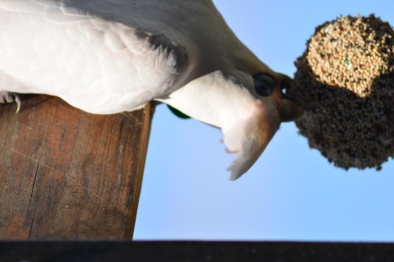 Little_Corella__Cacatua_sanguinea__061.jpg