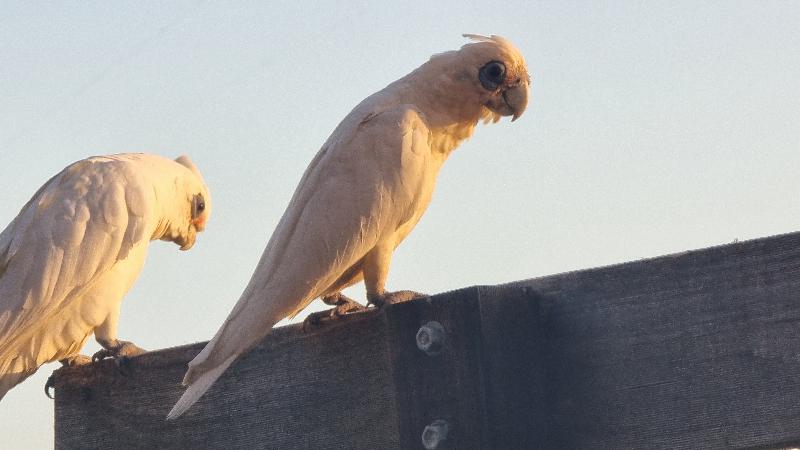 Little_Corella__Cacatua_sanguinea__063.jpg