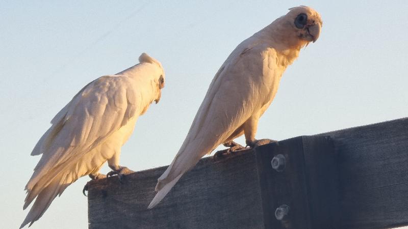 Little_Corella__Cacatua_sanguinea__064.jpg