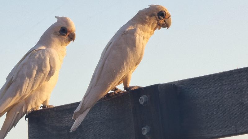 Little_Corella__Cacatua_sanguinea__065.jpg