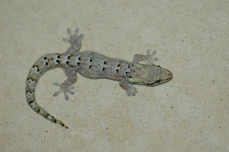 Mourning_Gecko__Lepidodactylus_lugubris__002.jpg