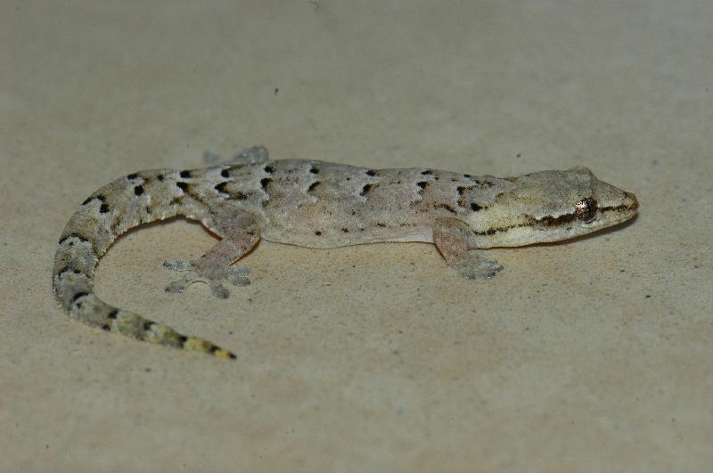 Mourning_Gecko__Lepidodactylus_lugubris__003.jpg
