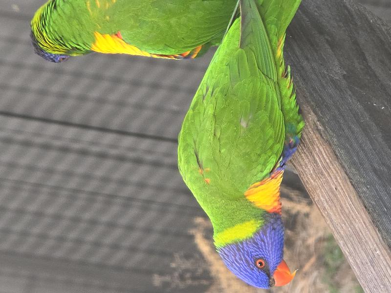 Rainbow_Lorikeet__Trichoglossus_haematodus__014.jpg