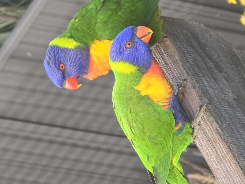 Rainbow_Lorikeet__Trichoglossus_haematodus__015.jpg