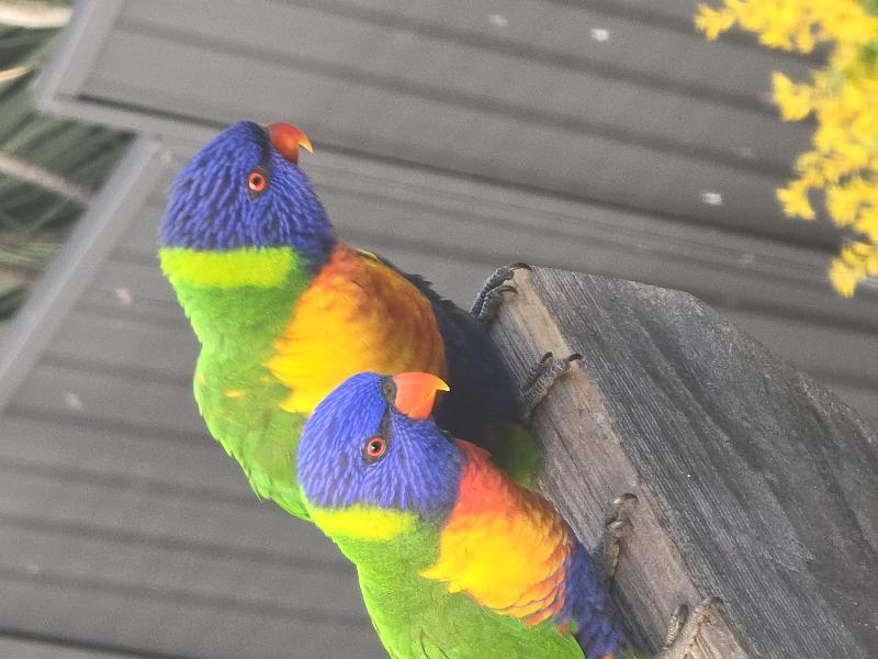 Rainbow_Lorikeet__Trichoglossus_haematodus__016.jpg