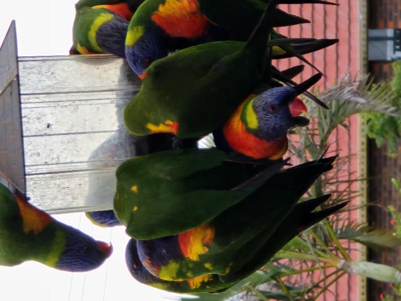 Rainbow_Lorikeet__Trichoglossus_haematodus__017.jpg