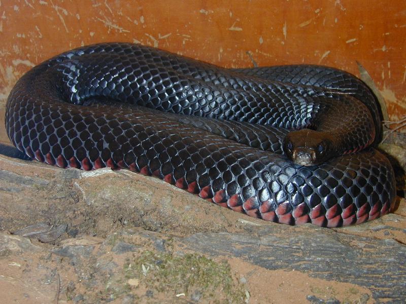 Red-Bellied_Black_Snake__Pseudechis_porphyriacus__006.jpg
