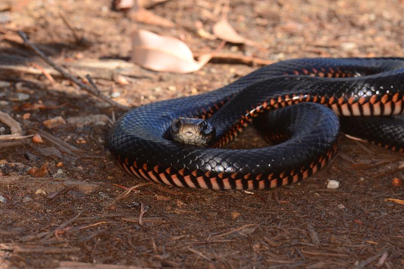 Red-Bellied_Black_Snake__Pseudechis_porphyriacus__052.jpg