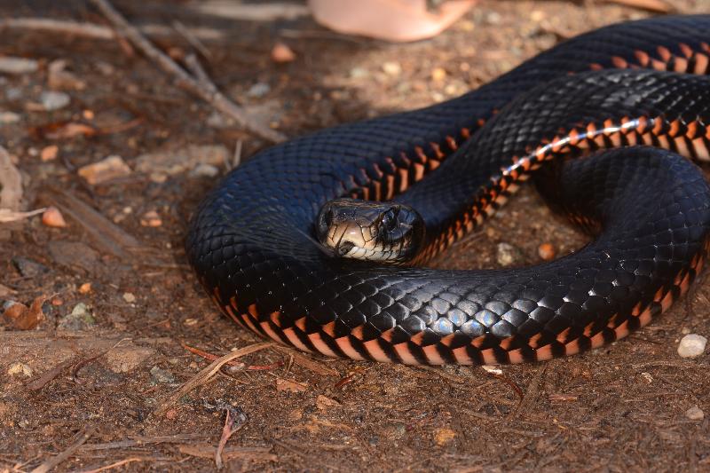 Red-Bellied_Black_Snake__Pseudechis_porphyriacus__054.jpg